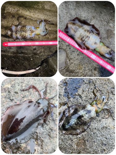 アオリイカの釣果