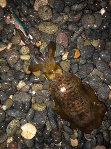 アオリイカの釣果