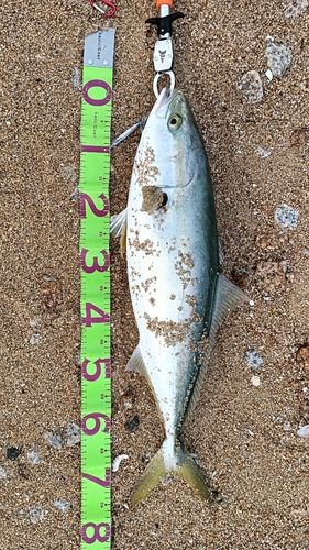 メジロの釣果