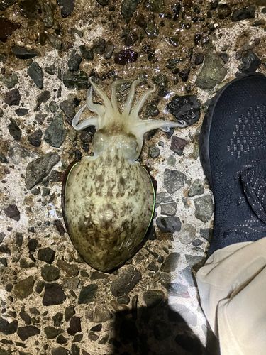 モンゴイカの釣果