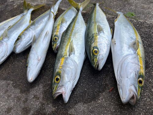 ツバスの釣果