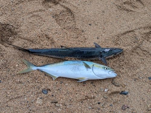 ヤズの釣果