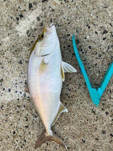 ネリゴの釣果