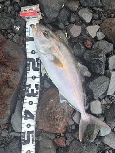 ネリゴの釣果