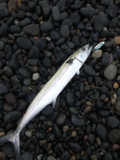 サゴシの釣果