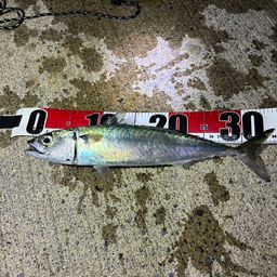 サバ