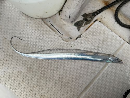 タチウオの釣果