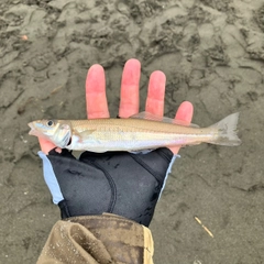 シロギスの釣果