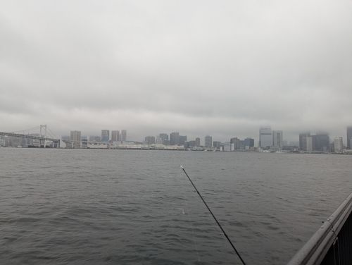 カタクチイワシの釣果