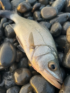 ヒラスズキの釣果
