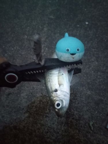 マアジの釣果