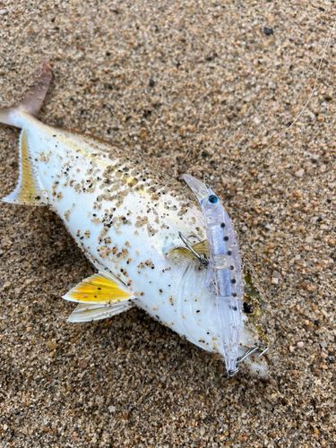 ショゴの釣果