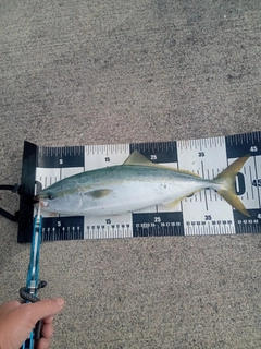 イナダの釣果