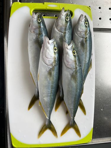 ワカシの釣果