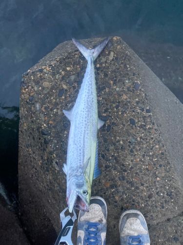 ワラサの釣果
