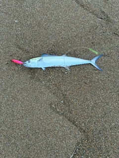 サゴシの釣果
