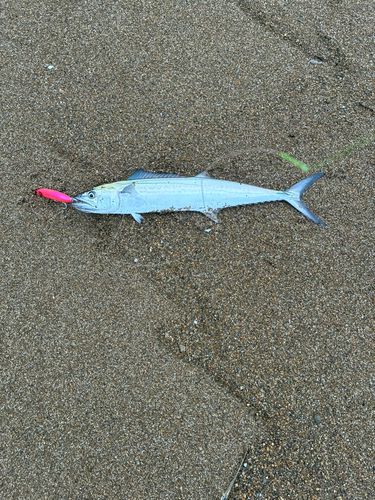 波松海岸