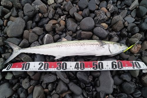 サワラの釣果