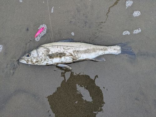 波崎海岸