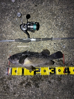 クロソイの釣果