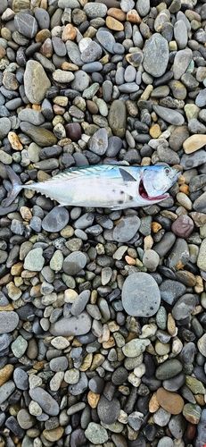 片浜海岸