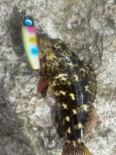 イソゴンベの釣果