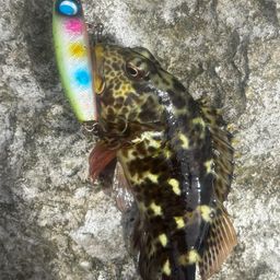 イソゴンベ