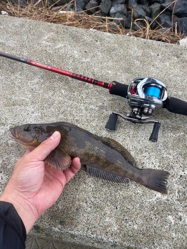 アイナメの釣果