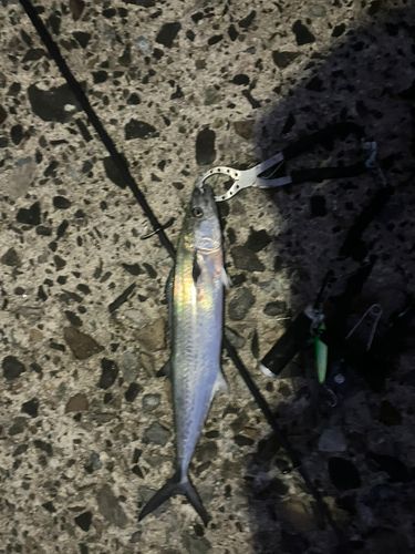 サゴシの釣果
