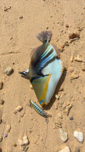 ムラサメモンガラの釣果