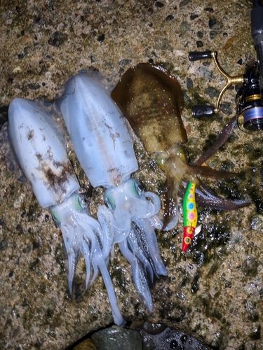 アオリイカの釣果