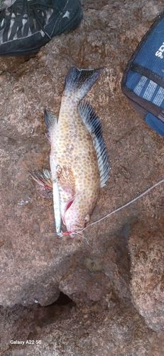 オオモンハタの釣果