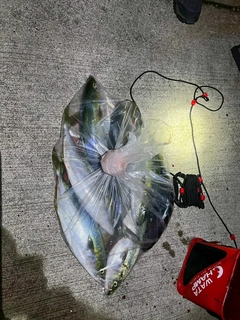 イナダの釣果