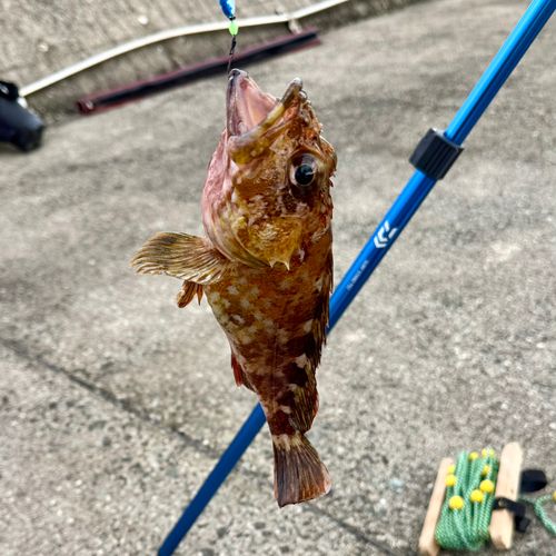 カサゴの釣果