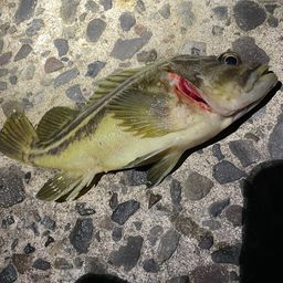 シマソイ