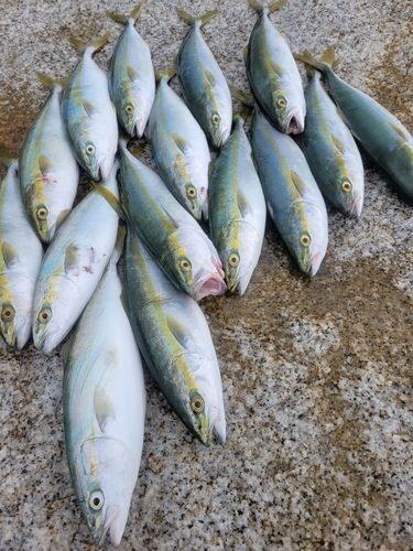 ワカシの釣果