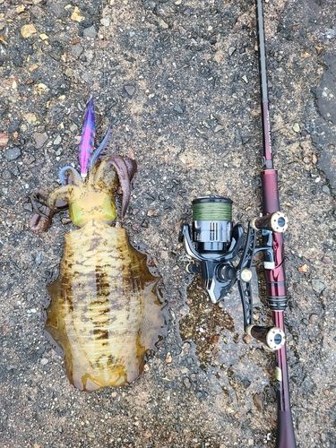 アオリイカの釣果