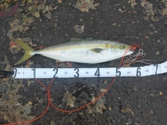 フクラギの釣果