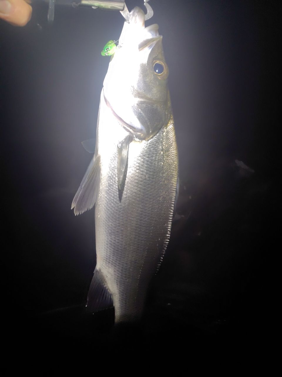 フッコ（マルスズキ）