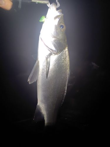 フッコ(マルスズキ)の釣果