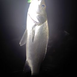 フッコ（マルスズキ）