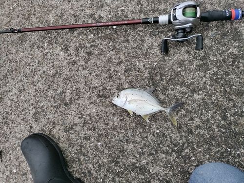 メッキの釣果