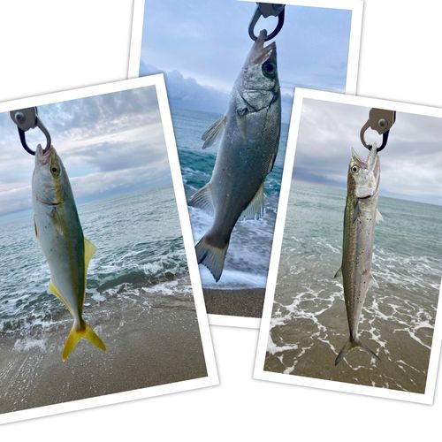 ツバスの釣果