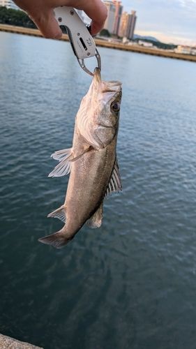 フッコ（マルスズキ）の釣果