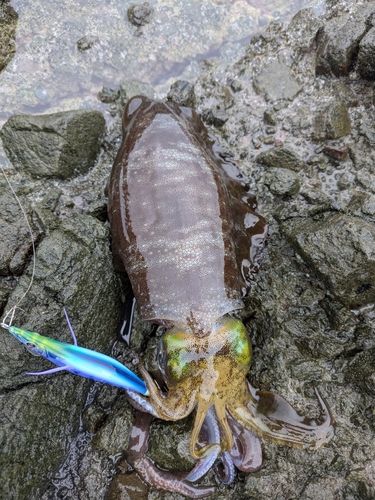 アオリイカの釣果