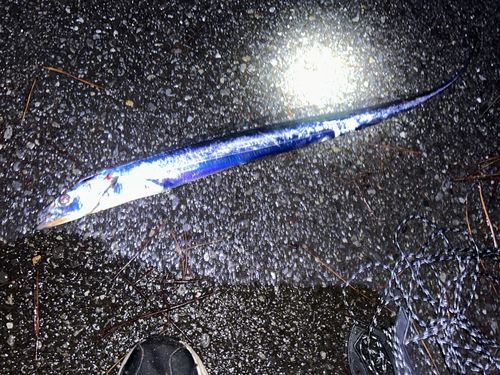 タチウオの釣果