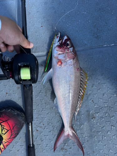 オオグチイシチビキの釣果