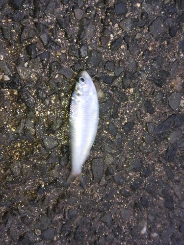 サッパの釣果