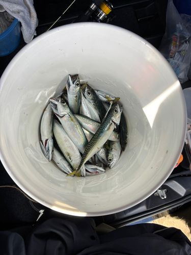 サバの釣果