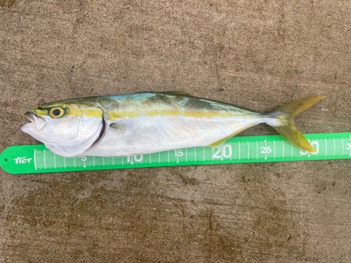 ワカシの釣果
